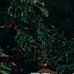 Kobo Lia Eloise Granger - Facebook