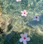 Lia Lam - Facebook
