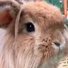 Lia_McCarthy - @lia_mccarthy - TikTok