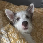 Lia Wilson - @lia_theromaniandog - Instagram