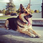 Liam Adkins - @liam_gsd_husky - Instagram