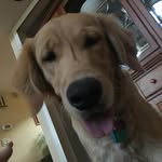 Liam Arsenault - @cometleaf - Instagram