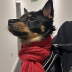 Liam Bradshaw - @chiathepomchi - Instagram