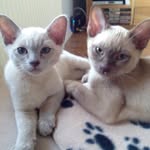Noel & Liam, Burmese Brothers - @noel_and_liam - Instagram