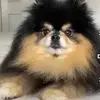 Liam Browning - @liam.browning7 - TikTok