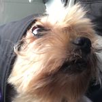 Liam Foran - @memeforan - Instagram