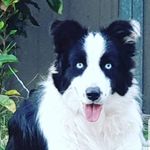 Liam forde - @liamforde04 - Instagram