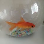 Liam franklin - @tigar_the_gold_fish - Instagram