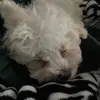 Liam Garcia - @liam.garcia23 - TikTok