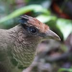 Liam Gilchrist - @liam.the.birder - Instagram