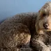 Glé glé - @liam.glass - TikTok