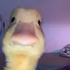 liamiguess - @liam.glover0 - TikTok