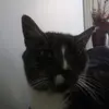 DoggyLiam - @liam_irish122 - TikTok