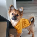 Liam - @liam_irish_pomchi - Instagram