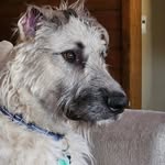 Liam O’Brien The Irish Wolfhound - @liam_irishwolfhound - Instagram