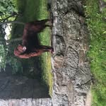 LiamIirishsetter - @liamirishsetter - Instagram