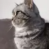 Liam?. - @liam.schmidt.1 - TikTok