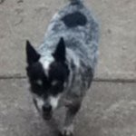 Liam Stanton - @mydogjess12 - Instagram