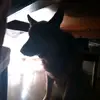 Liam Stanton - @lima4233 - TikTok