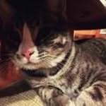 Liam Stark - @lemon_shark2 - Instagram
