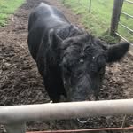 Liam Swanson - @liamswanson5 - Instagram