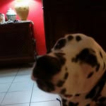 Liam - @liam_the_island_spotted_dog - Instagram