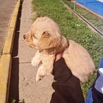 Liam Vasquez - @josse_vaz1 - Instagram