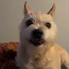 Liam Walters - @liam.walters77 - TikTok