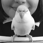 Libby Mitchell - @sydney_bird_budgie - Instagram