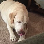 Libby Barrow - @libby.dawg - Instagram