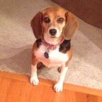 Libby Ann Bode - @libbyannthebeagle - Instagram