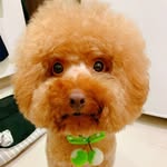 鄭阿寶 - @libby.cheng - Instagram
