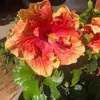 libbycovington - @libbycovington - TikTok