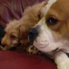 Libbycraig - @libbyjane8 - TikTok