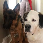 Duke & Libby - @dukeandlibby - Instagram