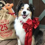 Libby + Duke - @broken.oak.aussies - Instagram
