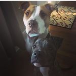 Libby And Duke - @duke._.libby - Instagram