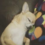 Liberty "Libby" Finch - @_libby_the_chihuahua_ - Instagram