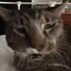 libby green - @libbygreenn - TikTok