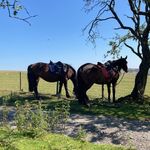 Libby Higgins - @equestrian.lib - Instagram