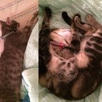 @_libby_and_leo_the_katz - Instagram