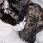 Claudi - @libby_willy_hund_und_katz - Instagram