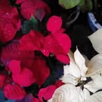 Libby Kent - Facebook