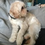 Libby Lester - @cavapoolibby - Instagram