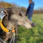Libby Longlegs Libster - @libby.longlegs - Instagram