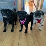 Libby, Pugsy Malone & Nash - @libnashnpubthetopbitches - Instagram