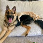 Zeus, Leela & Libby Reynolds - @reynolds_pups - Instagram