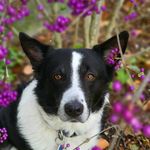 Libby Roach - @libbyroachpets - Instagram