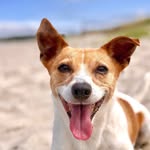 Libby - Jack Russell - @libbyjackrussell - Instagram