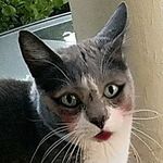mama mima - @libbyschaafmemorialmemelibrary - Instagram